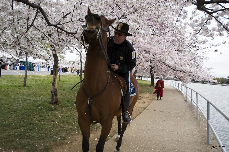 20080403_121506 D3 P.jpg - Policeman on patrol, Tidal Basin